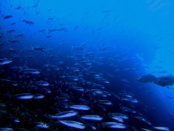  Bait ball.taken at marfa point malta. by Adrian Richard Buttigieg 
